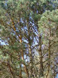 Pine trees laden with cones, near Crochan Llanddwyn