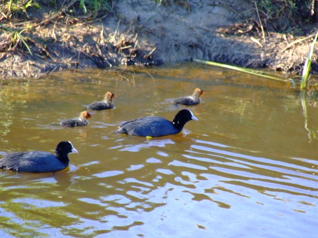 baby coots