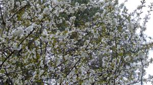 Newborough cherry blossoms