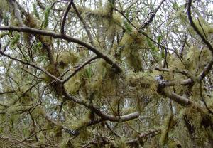 Newborough Forest willow draped in lichens