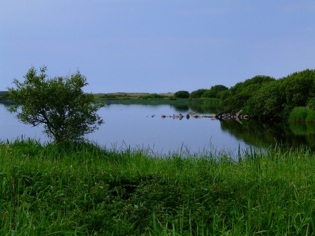 Llyn Coron lies midway between Aberffraw and Malltraeth, tucked away behind the dunes that flank the A4080.