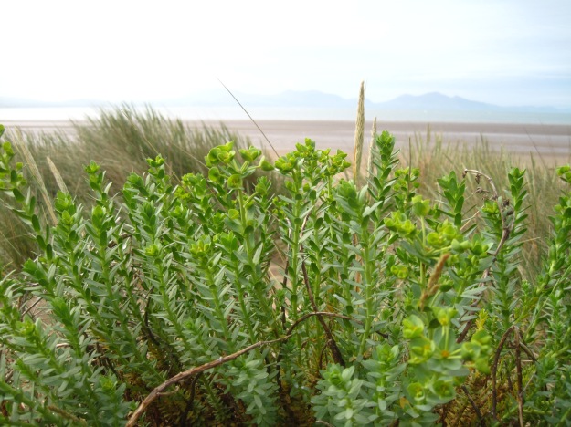 Flowering sea spurge (with tufts of marram grass flowers poking through)