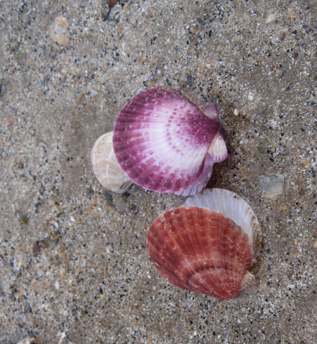 Stunningly coloured scallop shells
