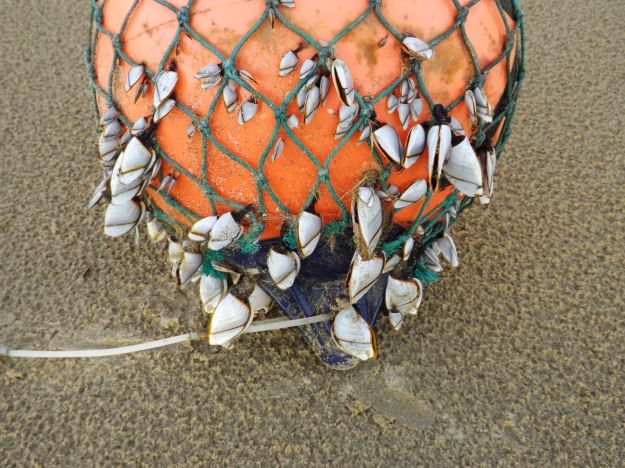Goose barnacles washed ashore on a marker buoy