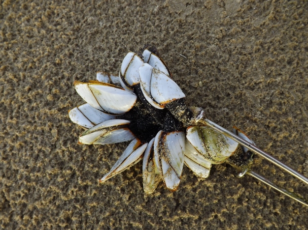 Common goose barnacles clinging to the pin of a marker buoy