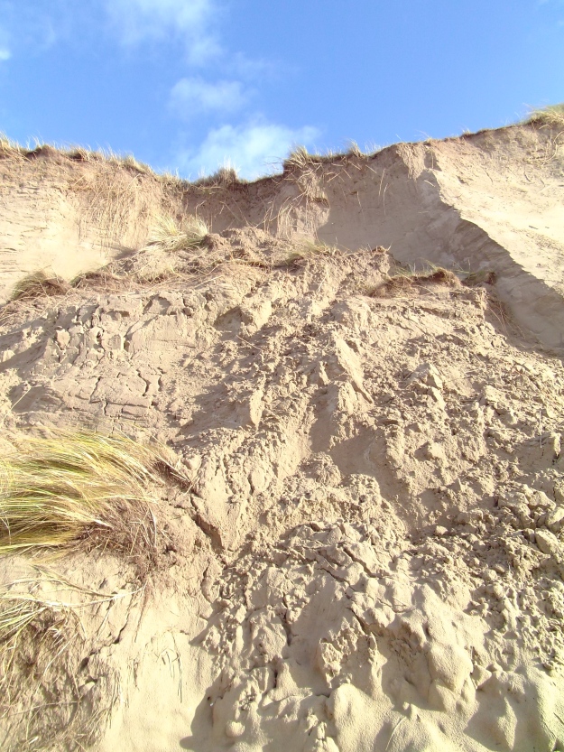 A fresh sandslide: the new face of the dunes is still very unstable.