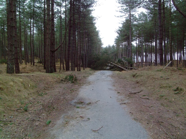 Fallen trees on the track to the residents' car park
