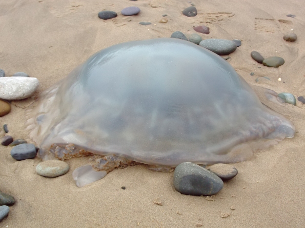I think this may be a barrel jellyfish (Rhizostoma pulmo). One of the few intact jellies on the beach.