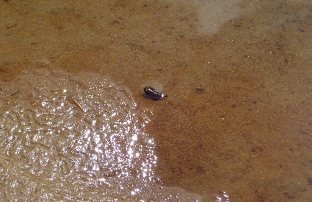 A tiny froglet making its way out of the pool