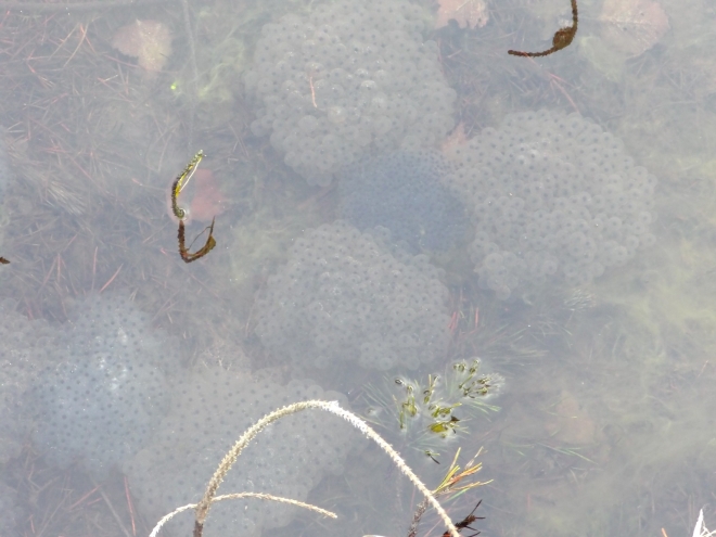 Frogspawn clumps - the newest are the darkest ones in the middle