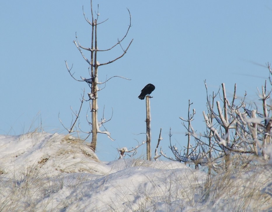 a raven perching on a dead tree