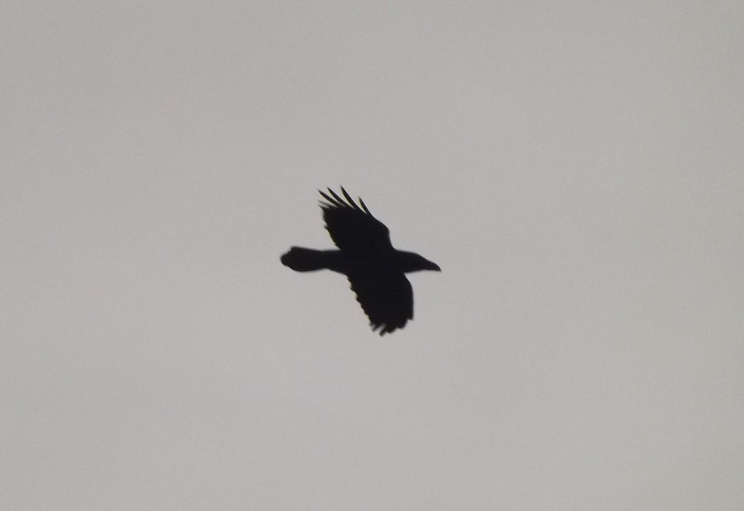 raven flying above Penrhos Beach