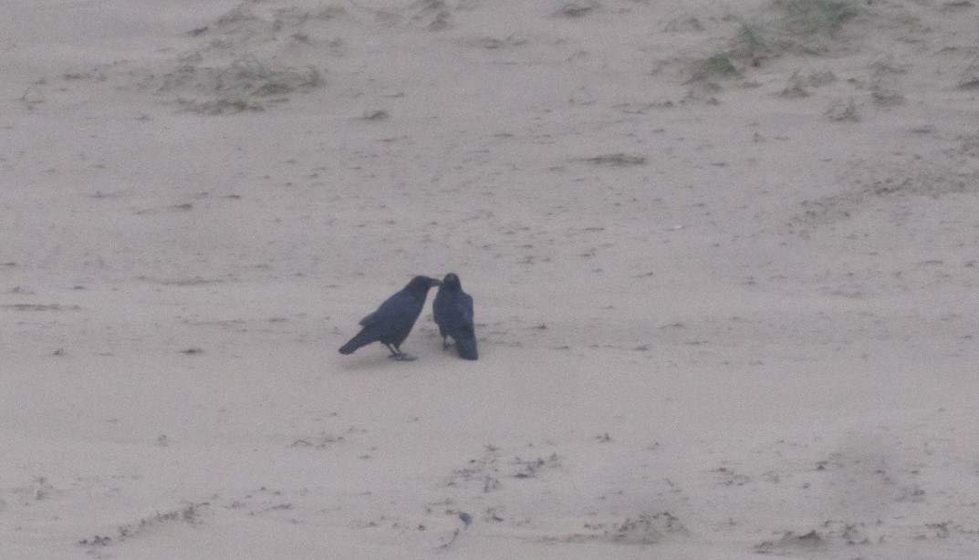 Two ravens on Penrhos Beach