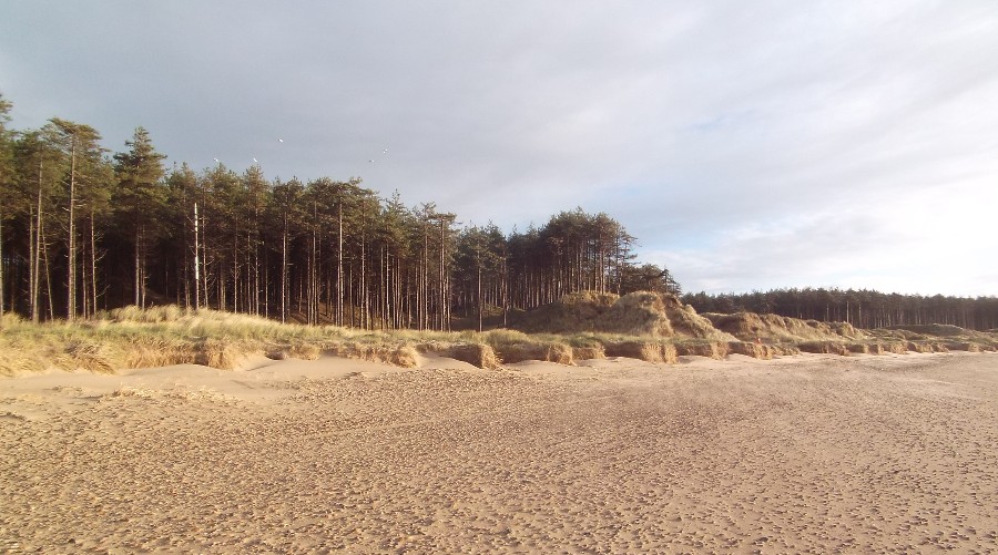 Windblown sand filling in coastal erosion, Newborough, Anglesey