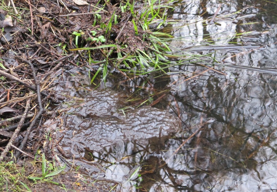 Frog spawn Newborough Forest February 2020